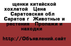 щенки китайской хохлатой › Цена ­ 2 000 - Саратовская обл., Саратов г. Животные и растения » Пропажи и находки   